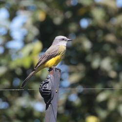 Tropical Kingbird